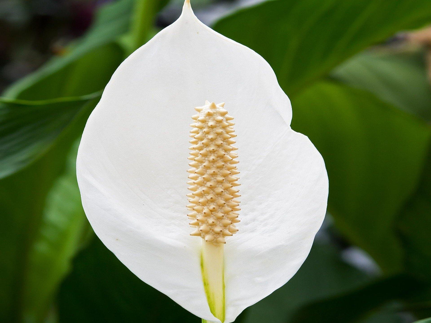 Peace lily (Spathiphyllum) - UrbanMali Network