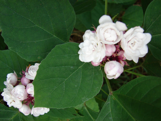 Mysore malli (Clerodendrum chinense)