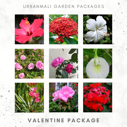 Valentine Package - UrbanMali Network
