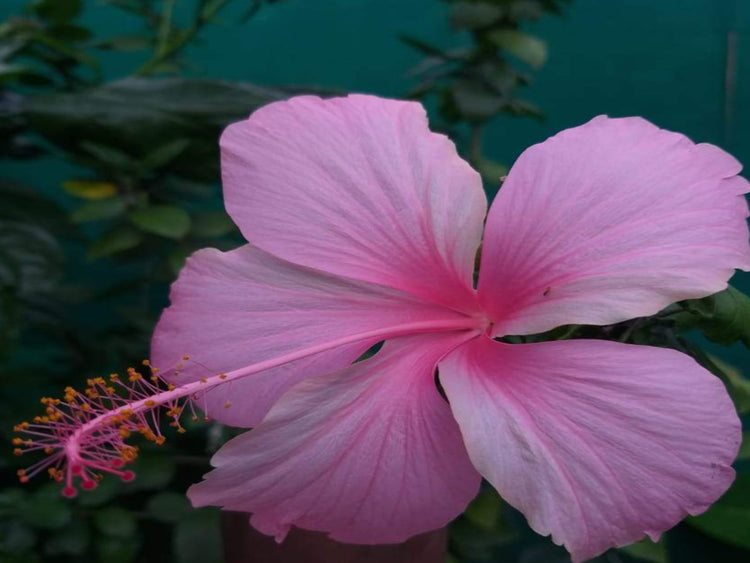 Hibiscus (Pink)