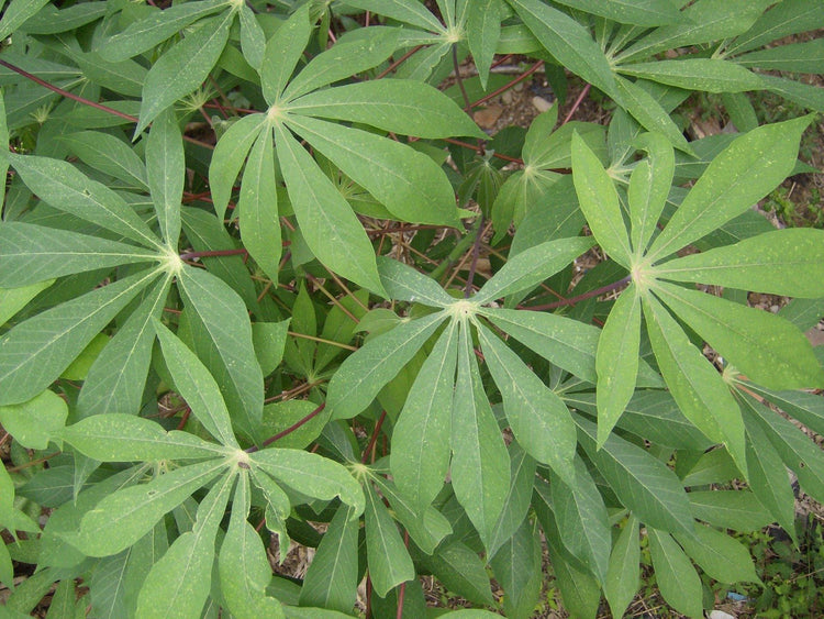 Cassava (Manihot) - UrbanMali Network