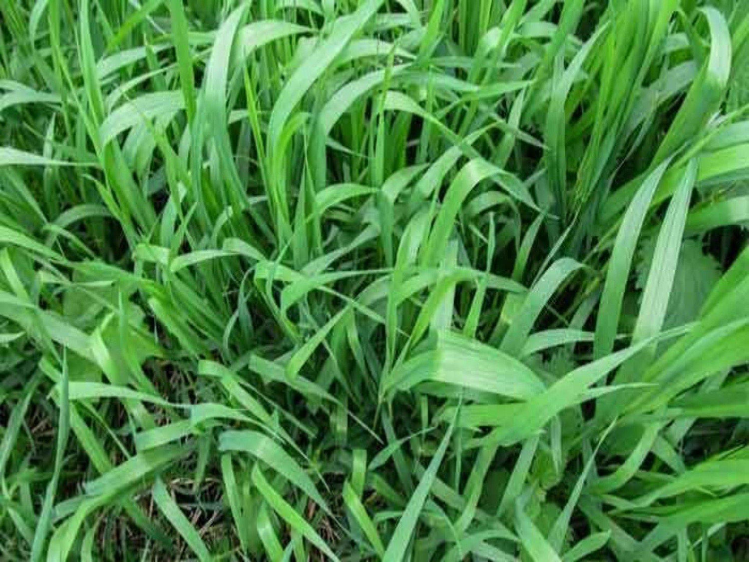 Garike grass (Bermuda grass) - UrbanMali Network