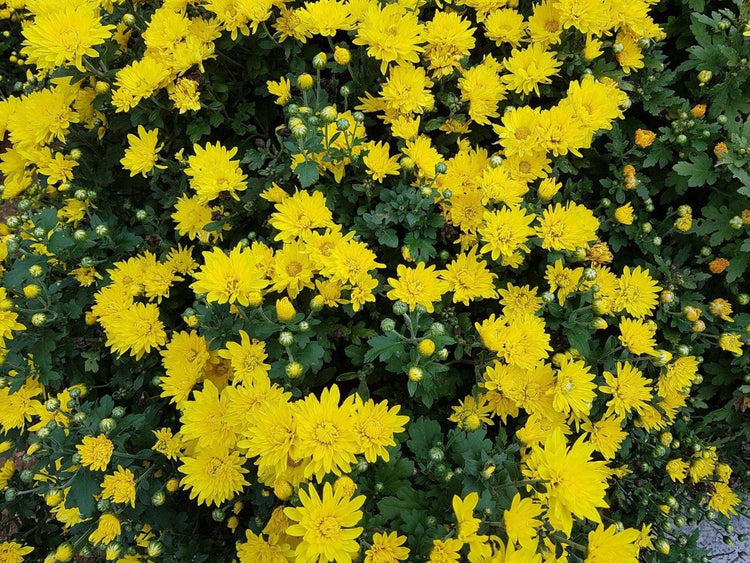 Chrysanthemum - UrbanMali Network
