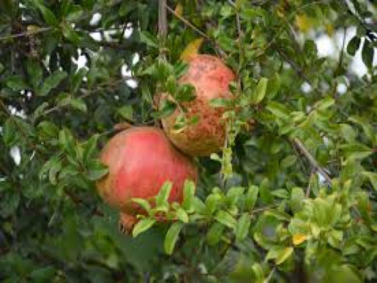 Pomegranate (Punica granatum) - UrbanMali Network