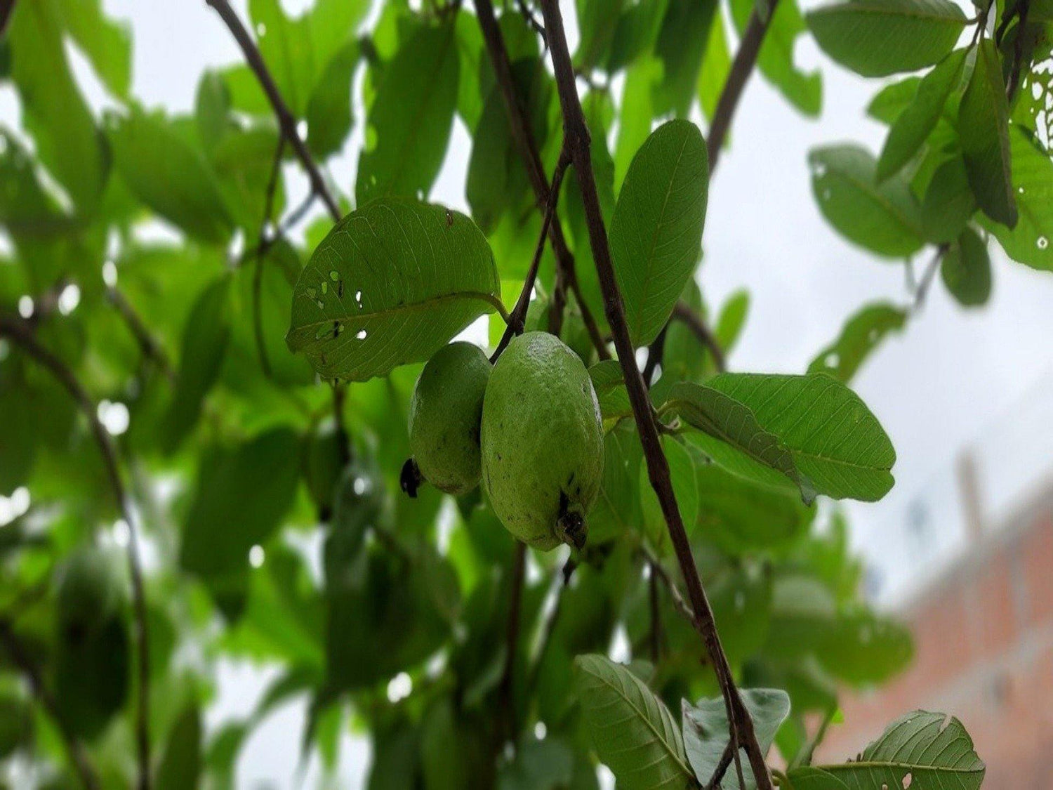 Guava (Psidium guajava) - UrbanMali Network