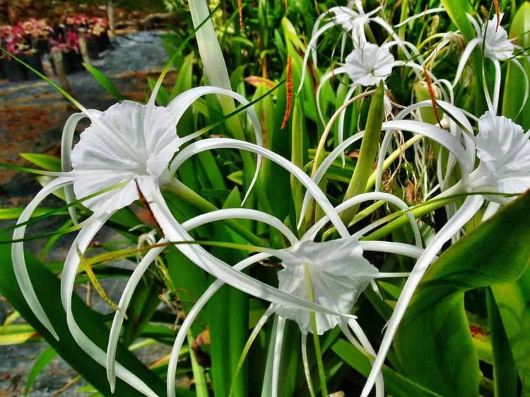 Crinum lily (Crinum asiaticum) - UrbanMali Network