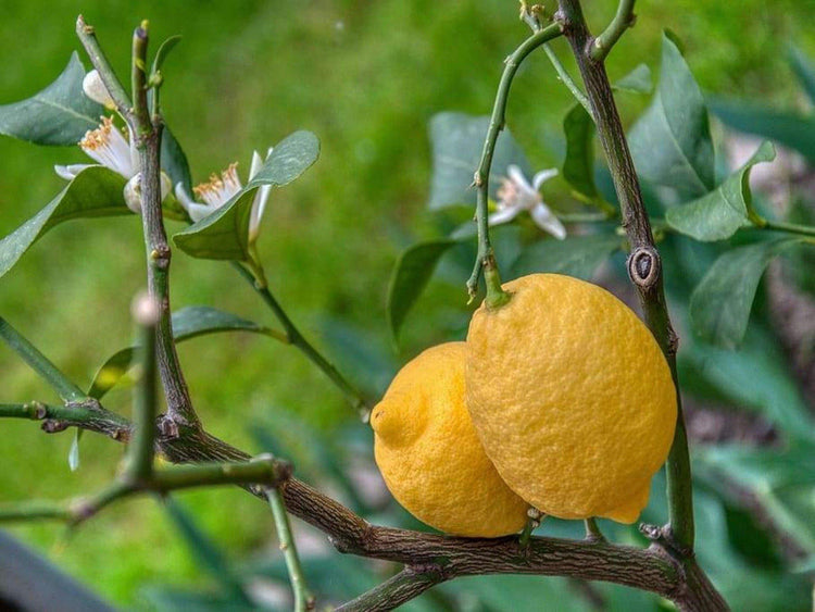 Lemon (Citrus limon) - UrbanMali Network