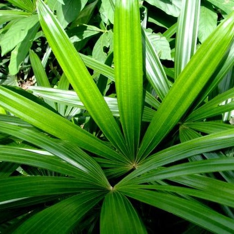 Broad lady palm (Rhapis excelsa)