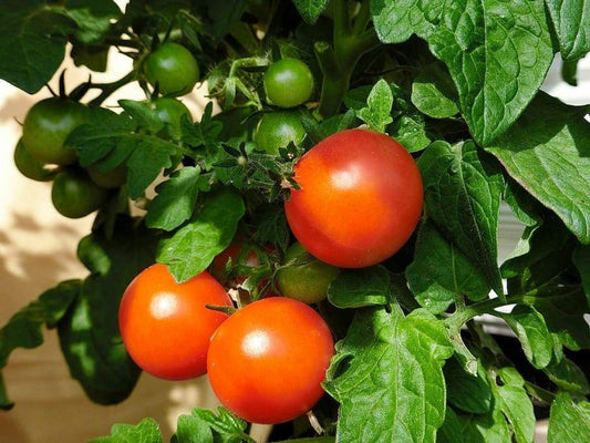 Tomato (Sapling) - UrbanMali Network